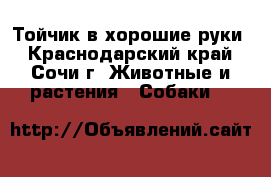 Тойчик в хорошие руки - Краснодарский край, Сочи г. Животные и растения » Собаки   